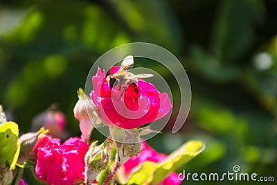 Macro photo of a summer flower Stock Photo
