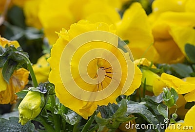 Beautiful macro photograhy of saint paulia yellow wild flower in sunny day Stock Photo