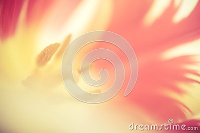 Beautiful Macro of a Red Tulip. Beautiful blurred vivid macro of red tulip pistil and stamens Extreme close-up nature Stock Photo