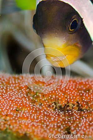 Beautiful macro shot of a clownfish against eggs Stock Photo