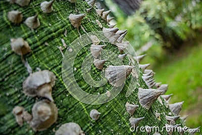 beautiful macro shot of spines of a floret silk tree in Turkey Stock Photo