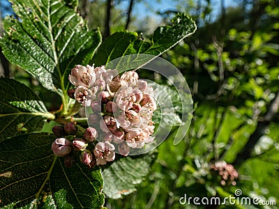 Beautiful macro shot of pink and white blossoms of shrub Sorbus x hostii. Cymose corymbs flowers in dense rounded clusters Stock Photo