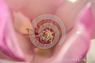 Beautiful macro view of pink Chinese saucer magnolia Magnolia Soulangeana tree blossoms tepals and carpels blooming Stock Photo