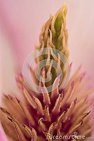 Beautiful macro view of pink Chinese saucer magnolia Magnolia Soulangeana tree blossoms tepals and carpels blooming Stock Photo