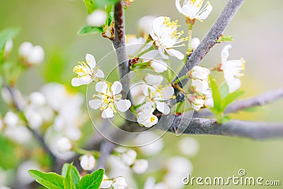 Beautiful macro of white small wild apple flowers and buds on tree branches with the green leaves. Pale light faded pastel tones. Stock Photo