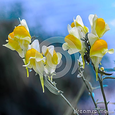 Macro yellow flowers Stock Photo