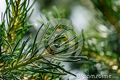 Beautiful macro of young green cone in green and silvery pine Pinus parviflora Glauca needles. Original texture of natural greener Stock Photo