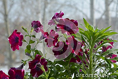 Beautiful magenta petunia flowers and green herb on the blurred background of trees. Balcony greening in march Stock Photo