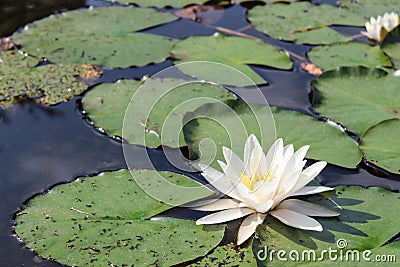 Beautiful magenta water lily Stock Photo