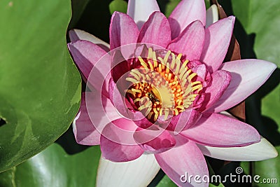 Beautiful magenta water lily Stock Photo