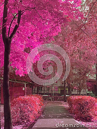 Beautiful magic unusual landscape, pink trees and bushes. Stock Photo