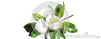 Beautiful magnolia flower bud on white background. Spring summer concept with white magnolia blossom. selective focus, copy space Stock Photo