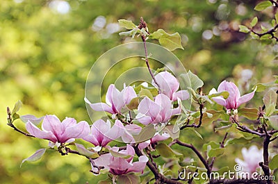 Beautiful magnolia tree blossoms in springtime. Jentle magnolia flower against sunset light. Stock Photo