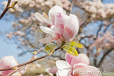 Beautiful magnolia trees in full blossom with pink and white flowers, springtime park background Stock Photo