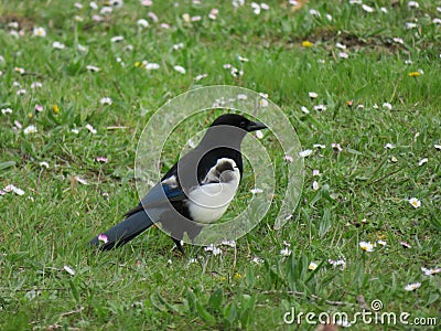 Beautiful magpie black white bird flight animal beak Stock Photo