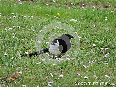 Beautiful magpie black white bird flight animal beak Stock Photo