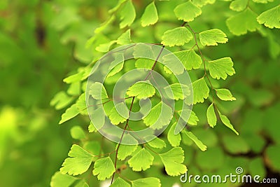 Beautiful maidenhair fern Stock Photo