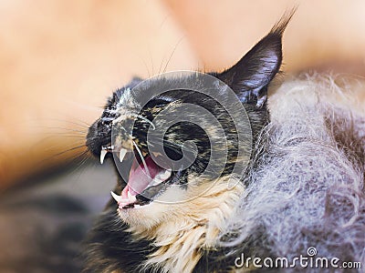 Beautiful Maine-cat cat hisses, shows teeth Stock Photo