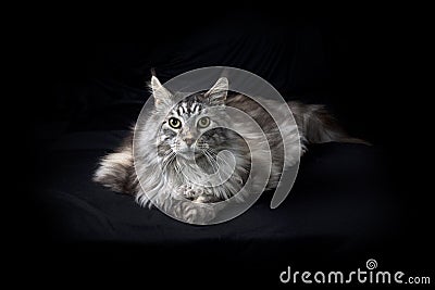 Beautiful maine coon cat portrait on black background looking at viewer Stock Photo