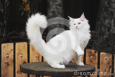 Beautiful maine coon kitten portrait Stock Photo