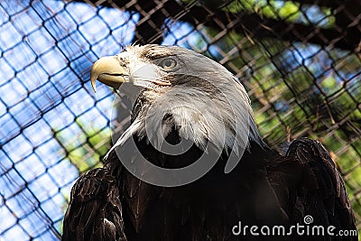 Eagle in a cage Stock Photo