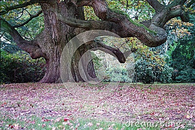 Beautiful Majestic Giant Oak Tree Stock Photo