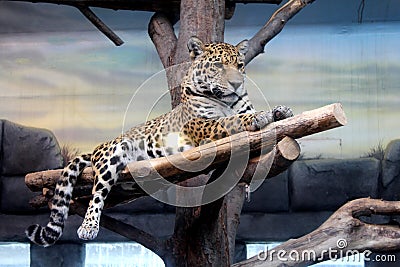 Majestic jaguar in relaxing mood Stock Photo