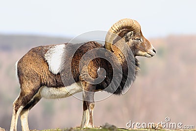 Beautiful majestic mouflon ram Stock Photo
