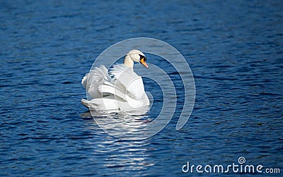 Beautiful majestic mute drying its feathers Stock Photo