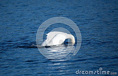 Beautiful majestic mute swan diving Stock Photo
