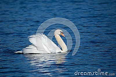 Beautiful majestic mute swan swimming Stock Photo