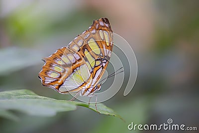 Beautiful Malachite butterfly Siproeta stelenes on a leaf with raindrops in the amazon rainforest in South America. Stock Photo