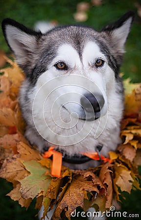 A beautiful malamute with a necklace of maple leaves; an autumn celebration Stock Photo