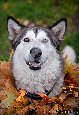 A beautiful malamute with a necklace of maple leaves; an autumn celebration Stock Photo