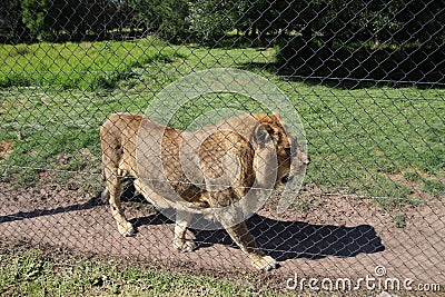 A beautiful African Lion in the Jukani Wildlife Sanctuary, South Africa. Editorial Stock Photo