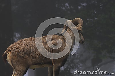 a beautiful male bharal (pseudois nayaur), also called blue sheep, is native to the high himalayan region Stock Photo