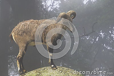 a beautiful male bharal (pseudois nayaur), also called blue sheep, is native to the high himalayan region Stock Photo