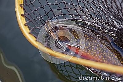 Beautiful male brook trout in spawning colors in vintage wooden net Stock Photo