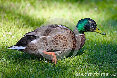 Mallard drake, colorful male duck waddling through summer grass Stock Photo