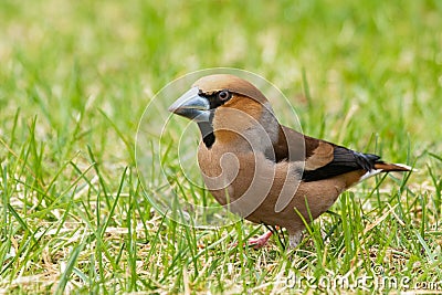 Beautiful male European songbird Hawfinch, Coccothraustes coccothraustes with a large beak in Estonian wild nature Stock Photo