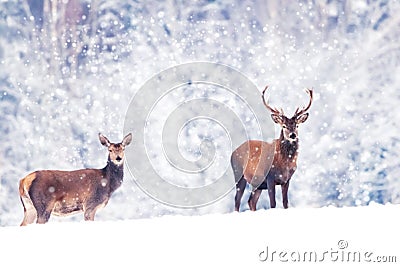 Beautiful male and female noble deer in the snowy white forest. Artistic Christmas winter image. Winter wonderland. Stock Photo