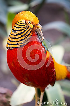 Beautiful Male Golden Pheasant Bird Stock Photo