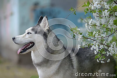 Beautiful male husky in the bushes of flowering spring white Stock Photo