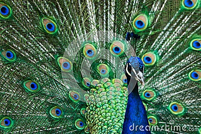 Beautiful male indian peacock Stock Photo