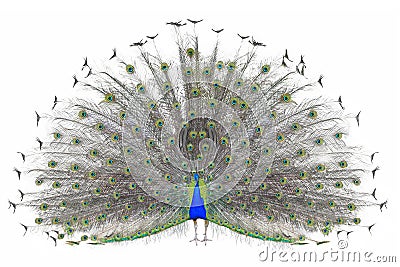 Beautiful Male Indian Peacock displaying tail feathers Isolated On White Background,front view Stock Photo