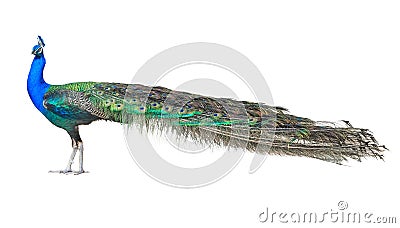 Beautiful Male Indian Peacock Isolated On White Background Stock Photo