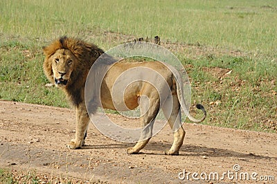 male lion Stock Photo