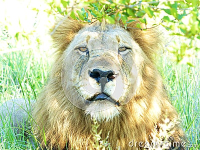 A beautiful male lion proudly staring at the camera in the Kruger National Park Stock Photo