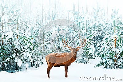 Beautiful male Noble Deer and Christmas tree in the snow in the winter forest. Winter natural background. Christmas image Stock Photo