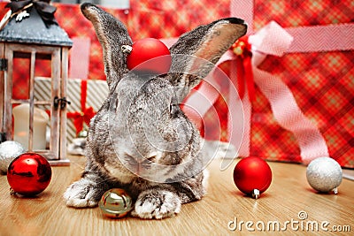 A beautiful male rabbit of the Belgian Giant breed lies among Christmas decorations and presents with a surprise for Christmas Stock Photo